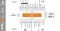 AxelTech-Oxygen-3000-Plus-08F-Audio-Matrix - Pro FM Broadcast